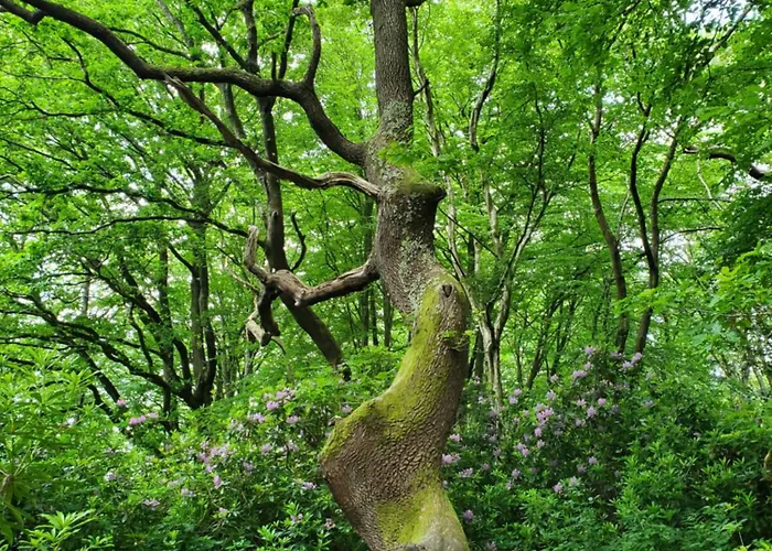 Alojamento de Acomodação e Pequeno-almoço La Griotte & Spa&piscine 4*